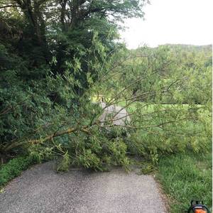 Einsatz : Baum auf Fahrbahn mit Gefahr | Abteilung Ammertsweiler | 01.08.2019